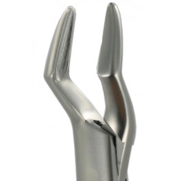 32 Upper Molars & PreMolars Strong Beak