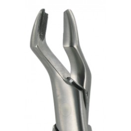 53L  Upper Molars Left 