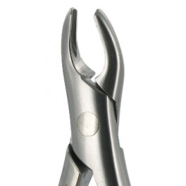 101  Universal Premolar