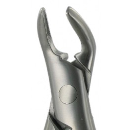 151 Lower PreMolars