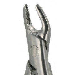 150  Upper Premolars, Incisors, Roots Canines