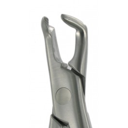 4831AF APICAL BEAK