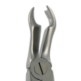 F11 Upper Molars Left