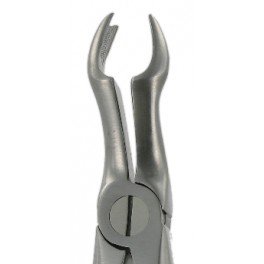 F12  Upper Molars Right